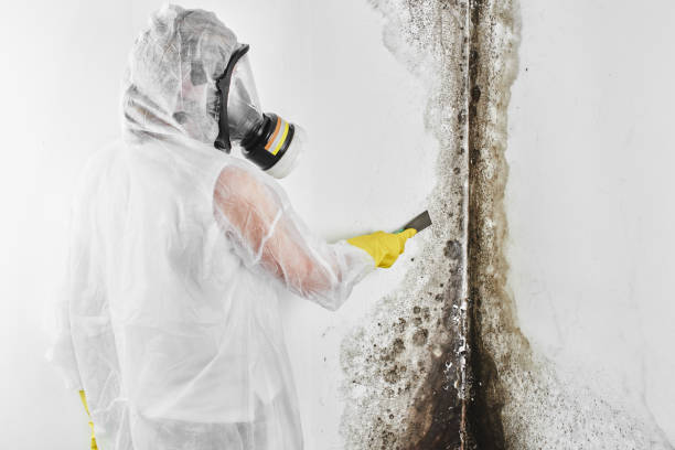 Best Attic Mold Removal  in Borden, IN