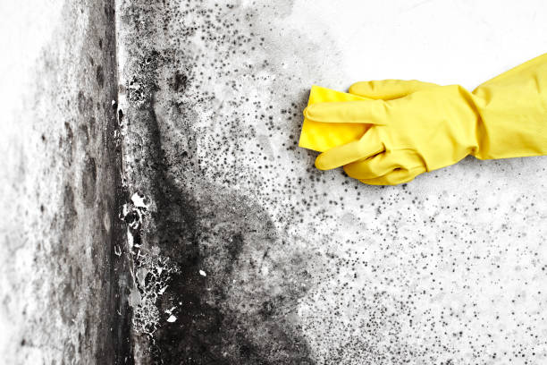 Crawl Space Mold Removal in Borden, IN