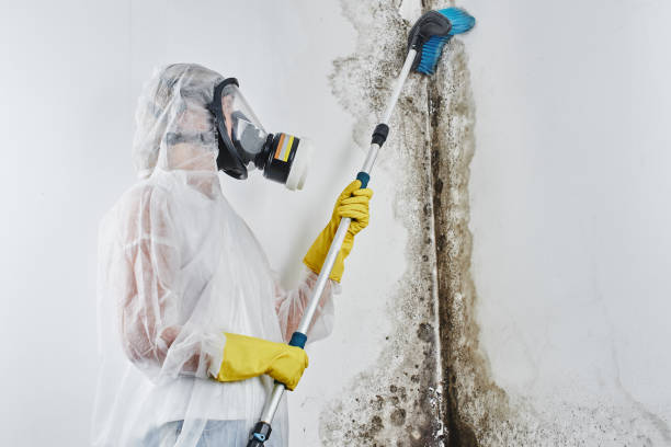 Best Mold Remediation Experts  in Borden, IN