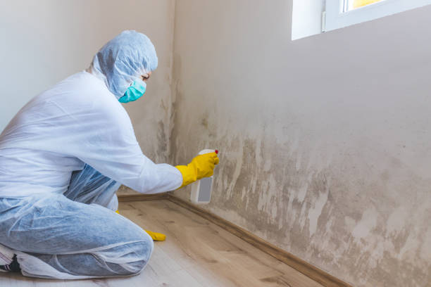 Best Emergency Mold Removal  in Borden, IN