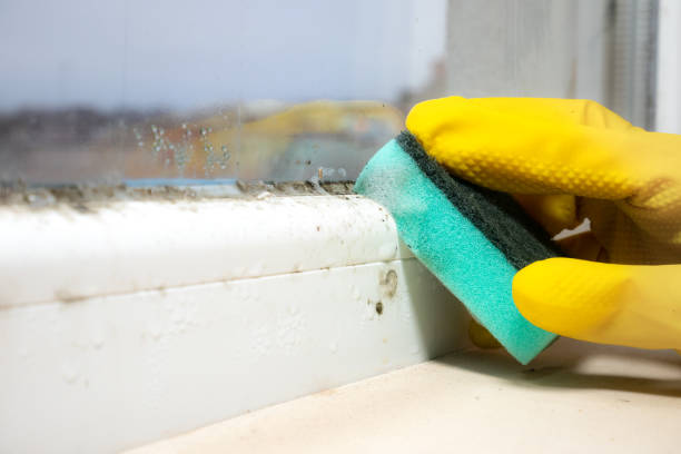 Professional Mold Removal in Borden, IN