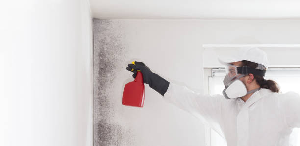 Best Mold Remediation  in Borden, IN