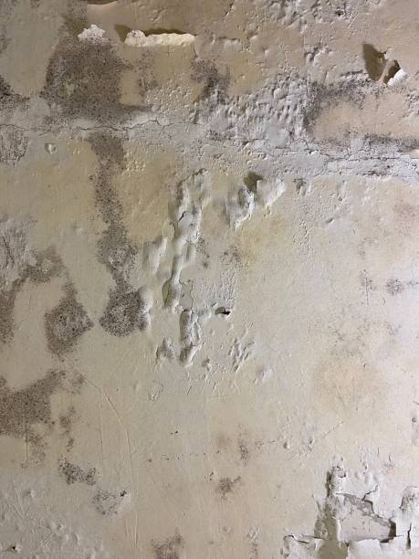 Best Mold Removal Near Me  in Borden, IN