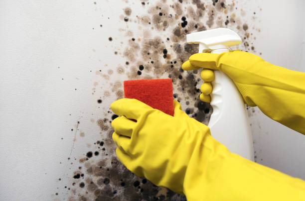 Mold Removal and Inspection in Borden, IN