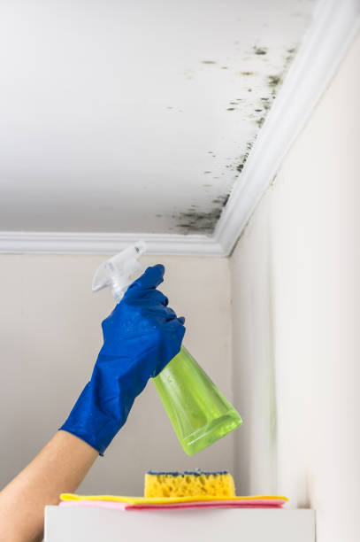 Reliable Borden, IN Mold Removal Solutions